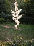 Juka vláknitá  (Yucca filamentosa)