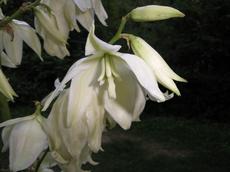 Juka vláknitá  (Yucca filamentosa)