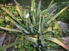 Juka vláknitá  (Yucca filamentosa)