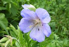 Kakost luční (Geranium pratense)