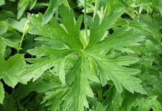 Kakost luční (Geranium pratense)