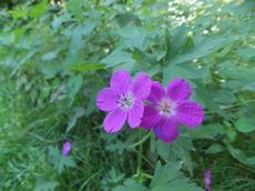 Kakost bahenní (Geranium palustre)