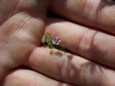 Kakost maličký (Geranium pusillum)