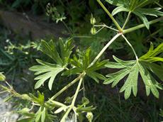 Kakost maličký (Geranium pusillum)