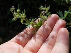 Kakost maličký (Geranium pusillum)