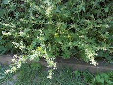 Kakost maličký (Geranium pusillum)