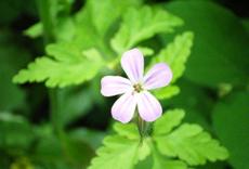 Kakost smrdutý (Geranium robertianum)