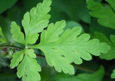 Kakost smrdutý (Geranium robertianum)