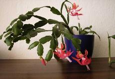 Vánoční kaktus (Schlumbergera)