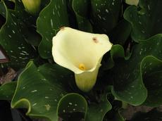 Kala ‘Captain Eskimo’ (Zantedeschia ‘captain Eskimo’)