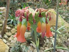 Kalanchoe delagoensis