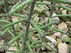 Kalanchoe delagoensis