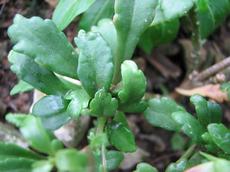 Kalanchoe rudokalichá (Kalanchoe porphyrocalyx)