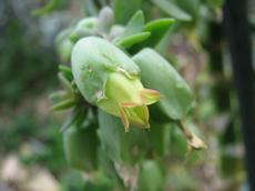 Kalanchoe výběžkatá (Kalanchoe prolifera)