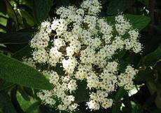 Kalina vrásčitolistá (Viburnum rhytidophyllum)