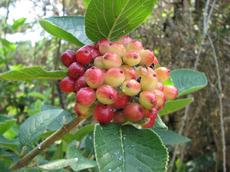 Kalina tušalaj (Viburnum lantana)