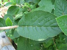 Kalina tušalaj (Viburnum lantana)