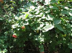 Kalina tušalaj (Viburnum lantana)