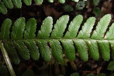 Kapraď samec  (Dryopteris filix-mas)