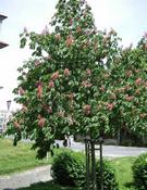 Jírovec pleťový (Aesculus x carnea)