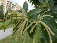 Kaštanovník jedlý (Castanea sativa)