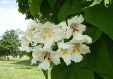 Katalpa obecná (Catalpa bignonioides)