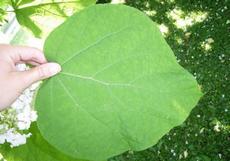 Katalpa obecná (Catalpa bignonioides)