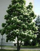 Katalpa obecná (Catalpa bignonioides)