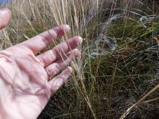 Kavyl Ivanův (Stipa joannis)