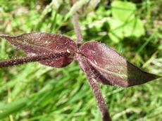 Knotovka červená (Melandrium rubrum)