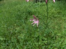 Kohoutek luční (Lychnis flos-cuculi)