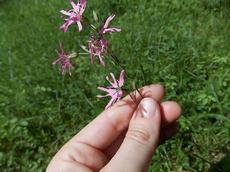 Kohoutek luční (Lychnis flos-cuculi)