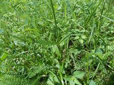 Kohoutek luční (Lychnis flos-cuculi)