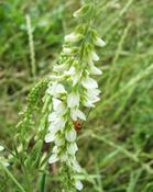 Komonice bílá (Melilotus albus)