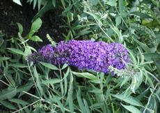 Komule Davidova (Buddleja davidii)