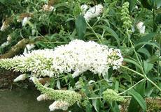 Komule Davidova 'White Profusion' (Buddleja davidii)