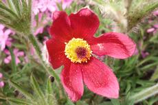 Koniklec německým (obecný) 'Rubra' (Pulsatilla vulgaris 'Rubra') - Fotografie převzaty od Míši Coufalové=).