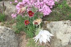 Koniklec německým (obecný) 'Rubra' (Pulsatilla vulgaris 'Rubra')   - Fotografie převzaty od Míši Coufalové=).