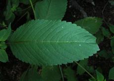 Konopice sličná (Galeopsis speciosa)