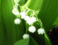 Konvalinka vonná (Convallaria majalis)