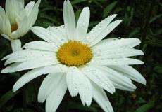 Kopretina bílá (Leucanthemum vulgare)