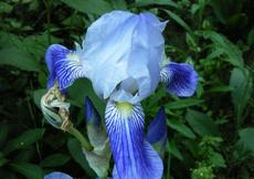 Kosatec německý (Iris germanica )