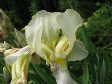 Kosatec německý ´Florentina´ (Iris germanica ´Florentina´ )