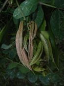 Kozinec sladkolistý (Astragalus glycyphyllos)