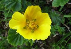 Kuklík horský (Geum montanum)