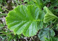 Kuklík horský (Geum montanum)