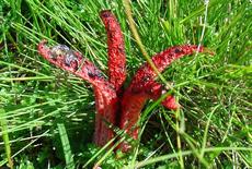 Květnatec Archerův (Clathrus archeri) - Fotografie převzata od rodiny Riegerových=).