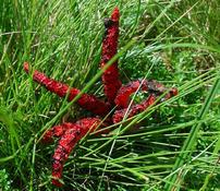 Květnatec Archerův (Clathrus archeri) - Fotografie převzata od rodiny Riegerových=).