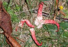 Květnatec Archerův (Clathrus archeri) - nalezen v Beskydech na Ostravici Jarmilou Tylečkovou