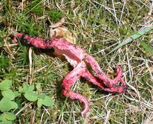 Květnatec Archerův (Clathrus archeri) - nalezen v Beskydech na Ostravici Jarmilou Tylečkovou